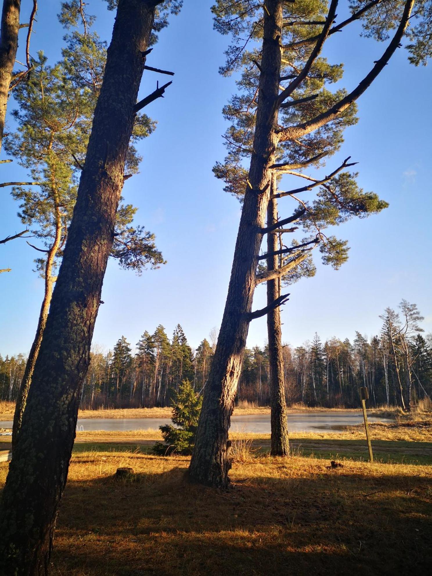 Metsaraeaegu Wellness Villa Ulendi Екстериор снимка